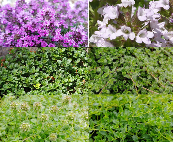 Plants Thyme Creeping Herb Collection, Ground Cover Herbs