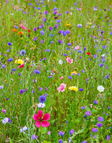 Wildflower Seed Cornfield Mix