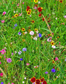 Wildflower Seed Bee & Butterfly Meadow Mix