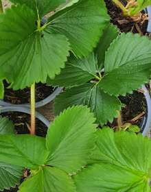 Strawberry Alice – Fragaria Ananassa – Late Season Fruit