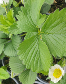 Strawberry Elsanta – Fragaria Ananassa – Mid Season Fruit