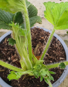 Strawberry Eros – Fragaria Ananassa – Mid Season Fruit
