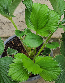Strawberry Florence – Fragaria Ananassa – Late Season Fruit