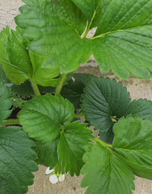 Strawberry Pegasus – Fragaria Ananassa