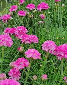 Sea Pink – Armeria Maritima