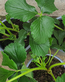 Strawberry Sophie – Fragaria Ananassa – Late Season Fruit