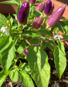 Chilli Pepper Basket of Fire – Capsicum annuum