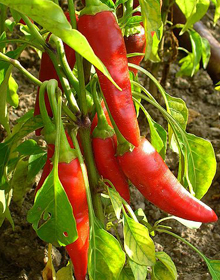 Chilli Pepper Cayenne – Capsicum annuum