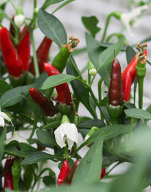 Chilli Pepper Demon Red – Capsicum annuum