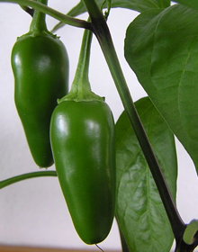 Chilli Pepper Jalapeno – Capsicum annuum