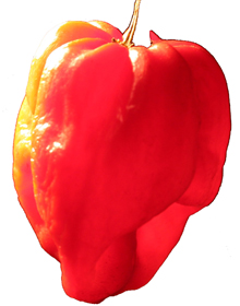 Chilli Pepper Scotch Bonnet – Capsicum annuum