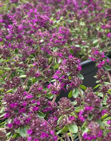 Thyme Ruby Glow – Thymus ‘Ruby Glow’