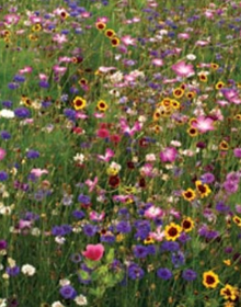 Wildflower Seed Meadow Mix Cottage Garden