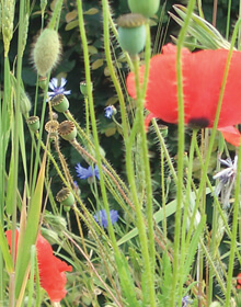 Wildflower Seed Meadow Mix Meadow Carpet