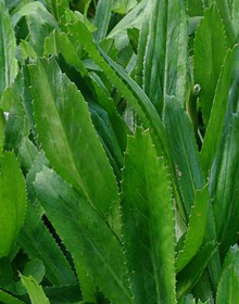 Culantro (Mexican Coriander) – Eryngium foetidum