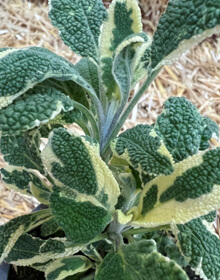 Sage Berggarten Variegated