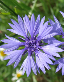 Cornflower – Centaurea cyanus