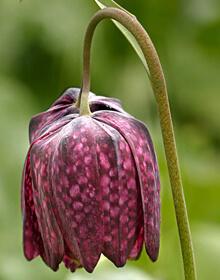 Fritillaria Snakeshead