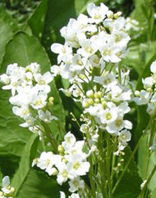Horseradish – Armoracia rusticana