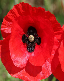 Field Poppy – Papaver rhoeas