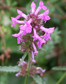 Betony – Stachys officinalis