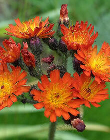 Fox n Cubs – Hieracium aurantiacum