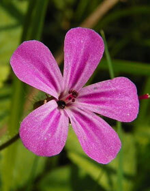 Herb Robert – Geranium robertianum