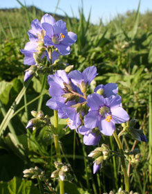 Jacob’s Ladder – Polemonium caeruleum