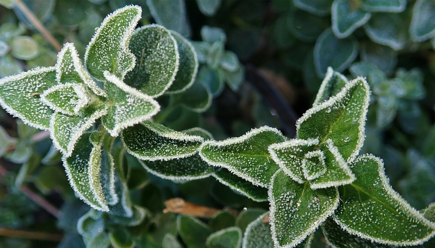 Protect your herbs for winter