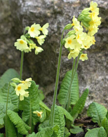 Oxlip – Primula elatior