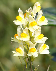 Toadflax – Linaria vulgaris