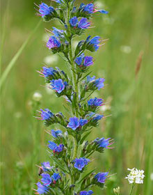 Viper’s Bugloss – Echium vulgare