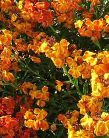 Wild Wallflower – Erysimum cheir