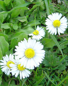 Wild Flower Daisy – Bellis perennis