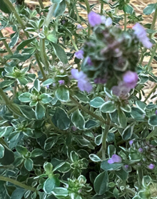 Thyme Sparkling Bright – Thymus sparkling bright