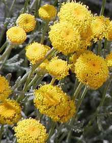 Cotton Lavender – Santolina chamaecyparissus