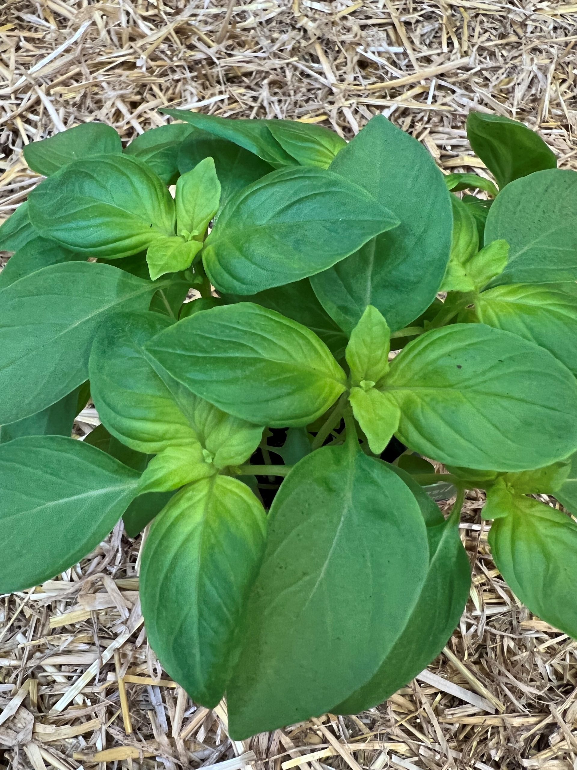 Basil Lemon – Ocimum minimum