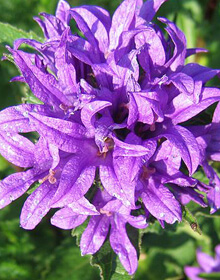 Bellflower Clustered – Campanula glomerata