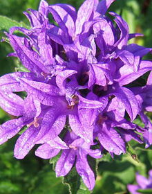 Clustered Bellflower – Campanula glomerata