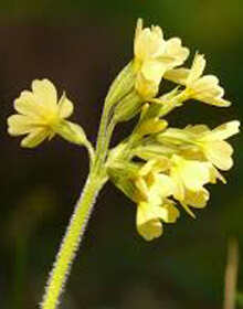 Cowslip – Primula veris