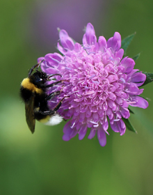 Field Scabious – Knautia arvensis