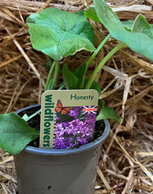 Honesty – Lunaria annua