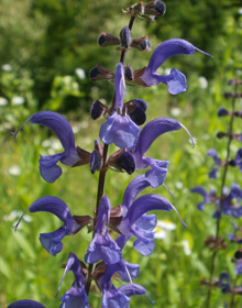 Meadow Clary – Salvia pratensis