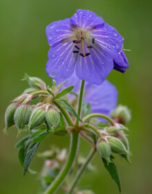 Meadow Cranesbill – Geranium pratense