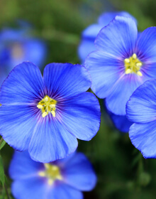 Perennial Flax – Linum perenne