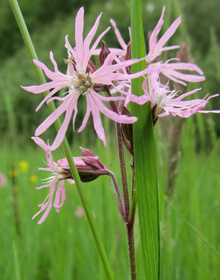 Ragged Robin – Lychnis flos-cuculi