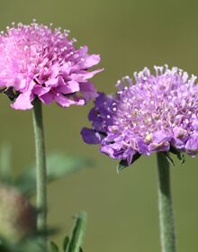 Small Scabious – Scabiosa columbaria