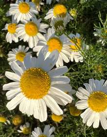 Chamomile German – Matricaria recutita