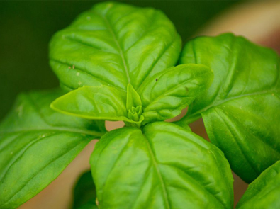 Basil Sweet – Ocimum basilicum