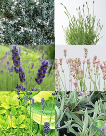 Grower’s Choice – Lavender